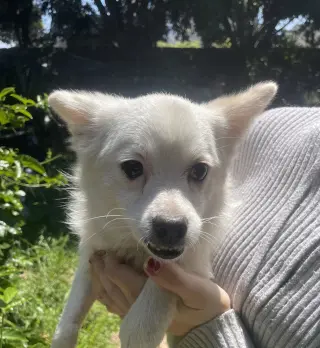 Daisy