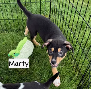 Marty