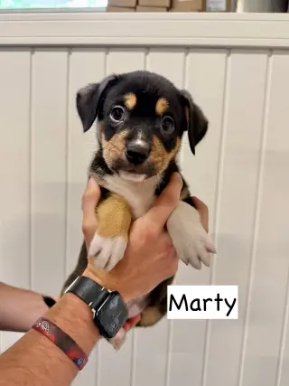 Marty