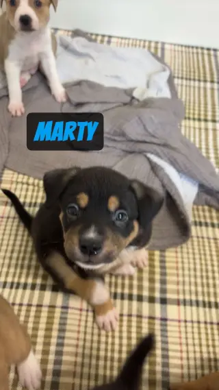 Marty