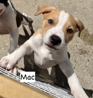 Mac