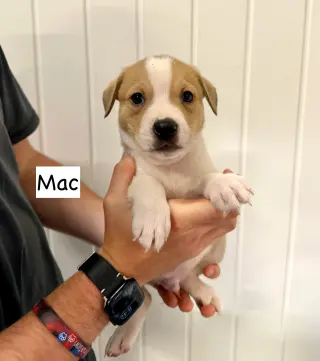 Mac