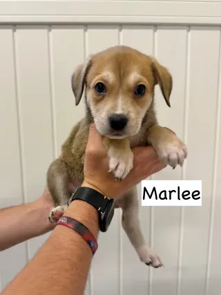 Marlee
