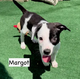 Margot