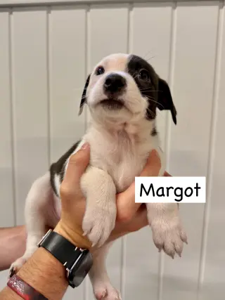 Margot