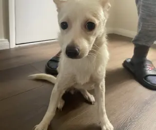 Miss girl