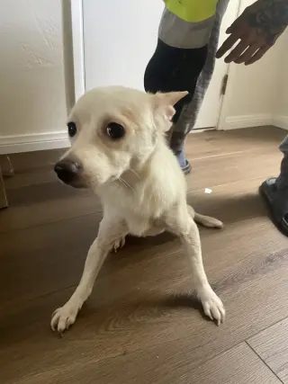 Miss girl
