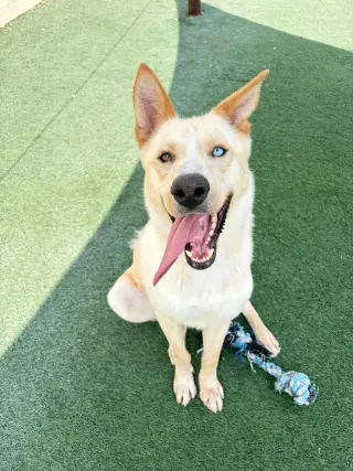 Montana-$75 Adoption Fee! Diamond Dog!