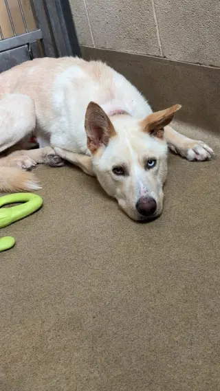 Montana-$75 Adoption Fee! Diamond Dog!