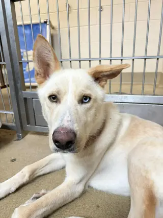 Montana-$75 Adoption Fee! Diamond Dog!
