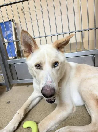 Montana-$75 Adoption Fee! Diamond Dog!