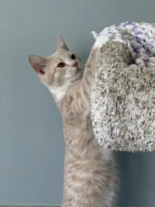 Oliver P