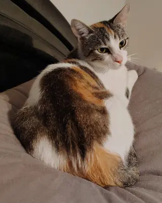Callie