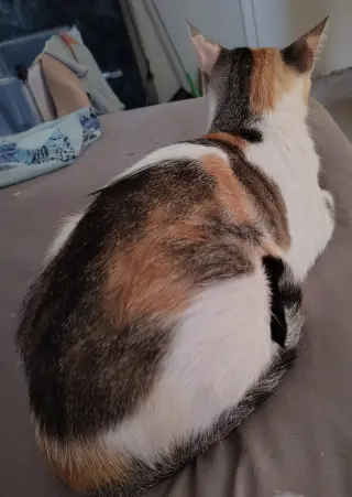 Callie