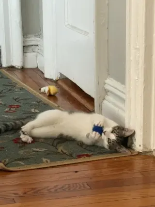 Suki & Sokka