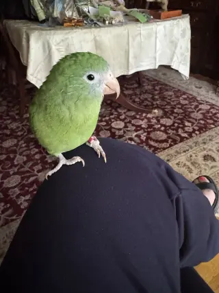 Pockets