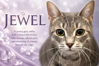 Jewel (FCID# 04/27/2026 - 17 Trainer)