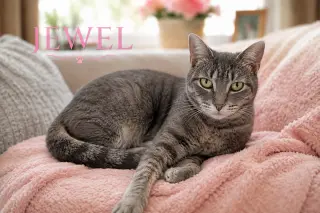 Jewel (FCID# 04/27/2026 - 17 Trainer)
