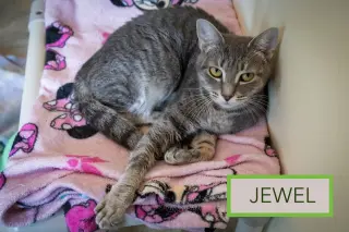 Jewel (FCID# 04/27/2026 - 17 Trainer)