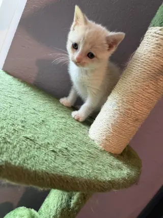 Millicent Highway
