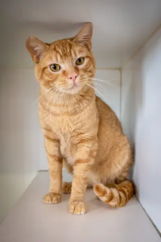 Tango (FCID# 04/27/2026 - 46)