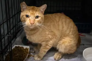 Tango (FCID# 04/27/2026 - 46)