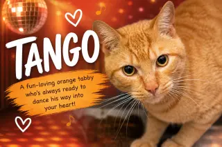 Tango (FCID# 04/27/2026 - 46)
