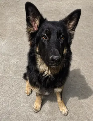 Lex