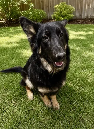 Lex