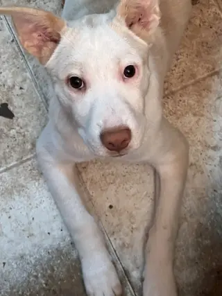 Artax (A Pups)