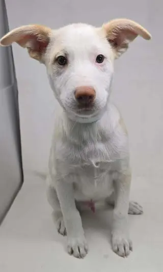 Artax (A Pups)