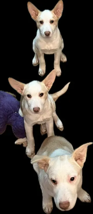Artax (A Pups)