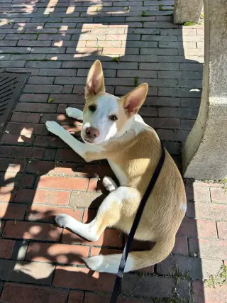 Alydar (A Pups)