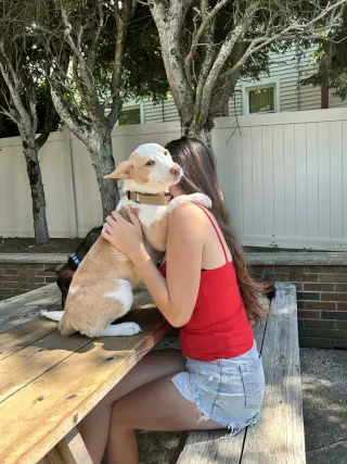 Alydar (A Pups)