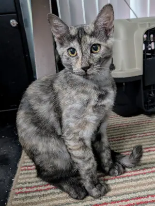 Tigra