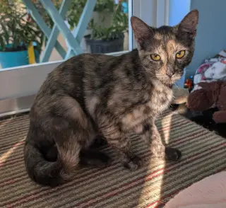 Tigra