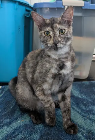 Tigra