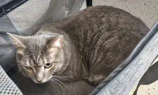 Winston