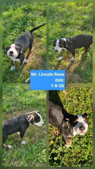 Mr Lincoln Rose *LOCAL*