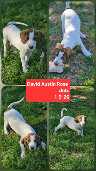 David Austin Rose *LOCAL*
