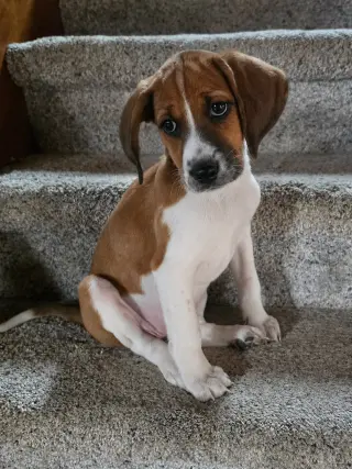 Tipper