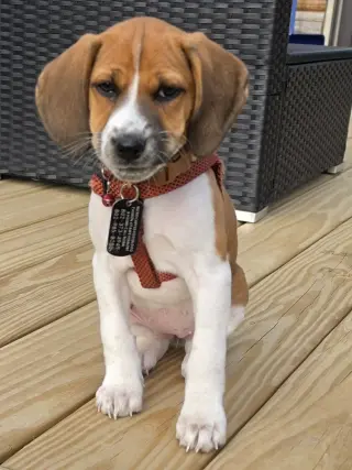 Tipper