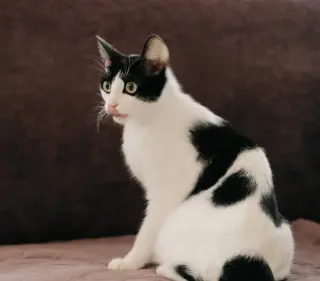 Avery (bonded w/ Emery)