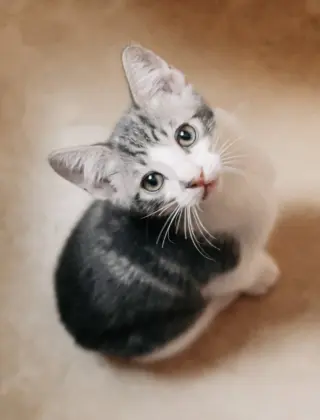 Denny (bonded w/ Codi)