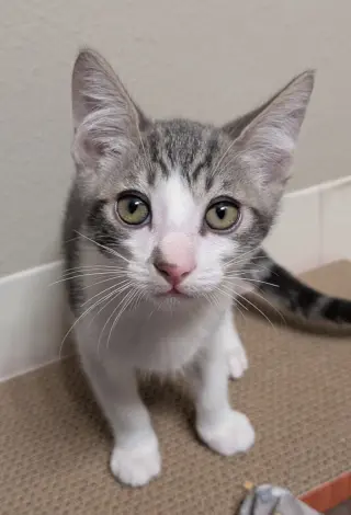 Denny (bonded w/ Codi)