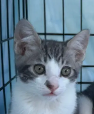 Denny (bonded w/ Codi)