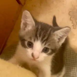 Denny (bonded w/ Codi)