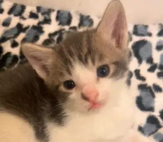 Denny (bonded w/ Codi)