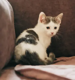 Emery (bonded w/ Avery)
