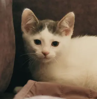 Emery (bonded w/ Avery)